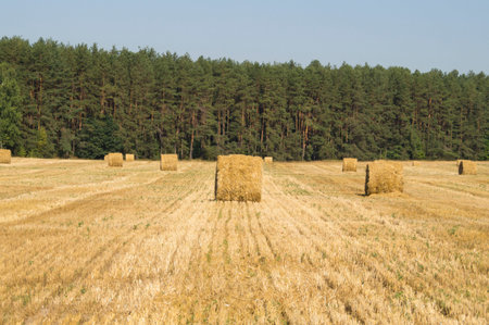 stack of straw round shape on the field after harvesting cropsの写真素材