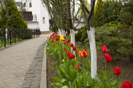 flowerbed of beautiful red tulips along a walkwayの写真素材