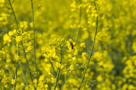 A bee collecting nectar from flowers in the spring of rape on the fieldの写真素材