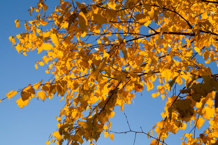 yellow birch leaves against the blue sky