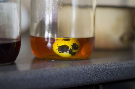 Colored quail eggs on a plateの写真素材