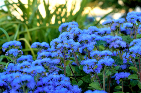 Ageratum beautiful flowers in the flowerbed