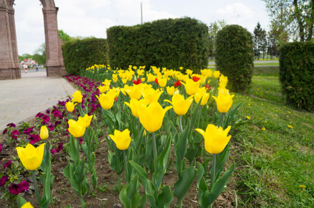 tulips on the flowerbedの写真素材
