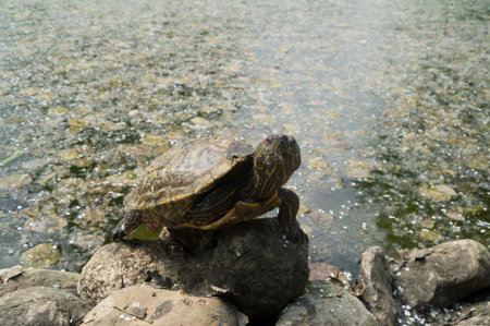 The red-eared turtle