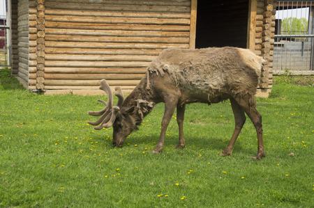 Beautiful reindeer at the zooの写真素材