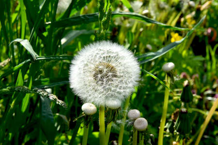 White dandelion cap on a green backgroundの写真素材