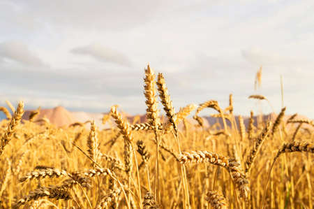 wheat field on the background of mountains potassium saltの写真素材