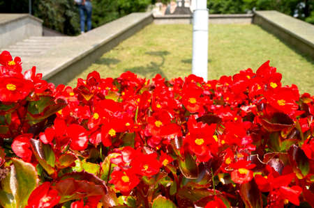violet flowers in the flowerbedの写真素材