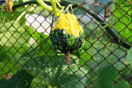 Pumpkin in the form of a large pear on the bedの写真素材