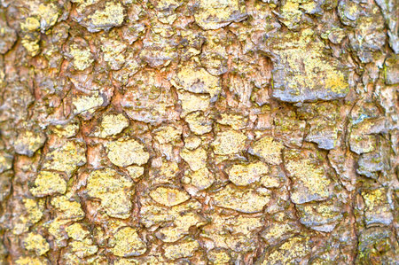 in the photo background from the bark of a pine closeup