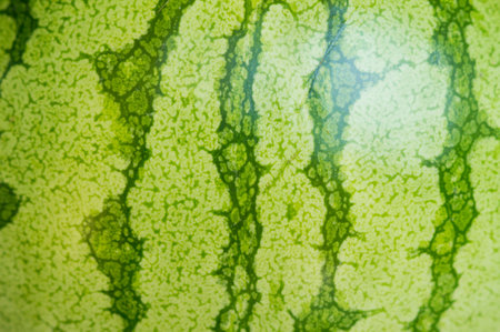 modern background texture watermelon rindの写真素材