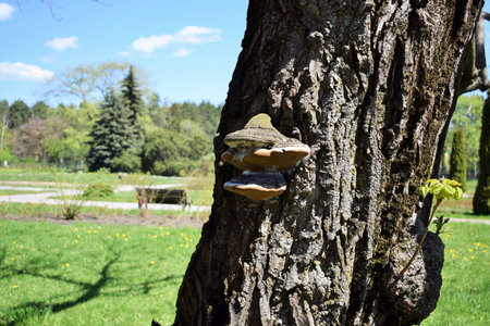 Trametes versicolor growing on a tree in a park