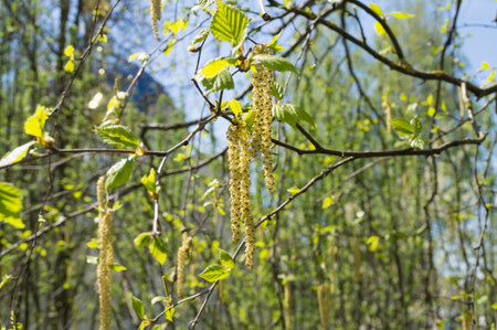 pictured on birch catkins in spring