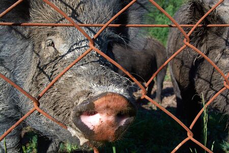 muzzle of a wild boar in a cage close upの写真素材