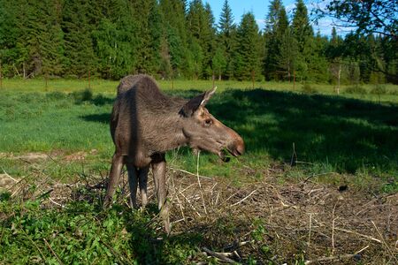 wild young elk eating grass in a clearing in the forest.の写真素材