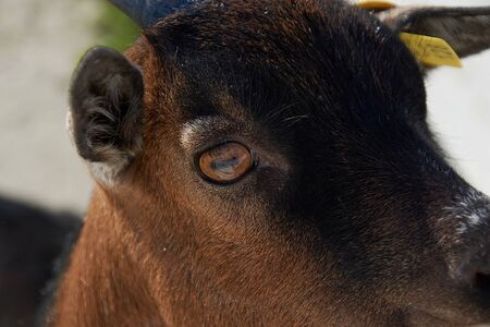 a small white-brown goat behind the white fence of the ranch.close upの写真素材