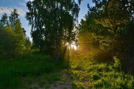 Golden rays of light break through the crowns of trees on a summer evening with a path in the forest.の写真素材