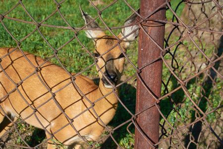 A locked fawn stands in a cage behind a fence.の写真素材