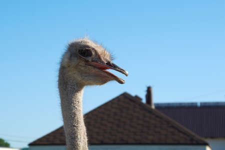 ostrich head close-up.wild bird in an aviary on a farmの写真素材
