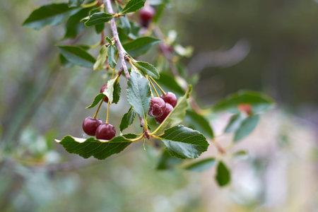 harvest of ripe red cherries on a tree branch. Selective focus.