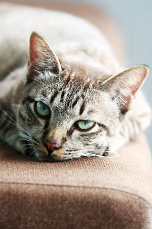 Lovely gray cat face portrait , close up