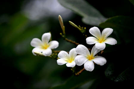Plumeria flowers on the tree , close upの写真素材