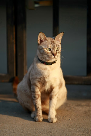 Lovely gray cat sitting at outdoorの写真素材