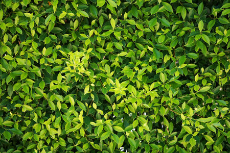 Leaves Tropical forest trees texture background wallpaper