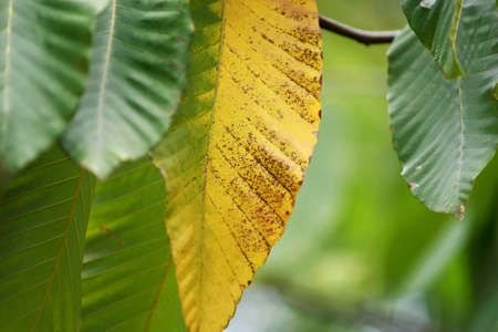Leaves Tropical forest trees texture background wallpaper