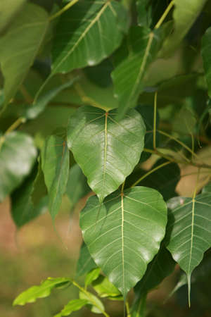 Leaves Tropical forest trees texture background wallpaperの写真素材