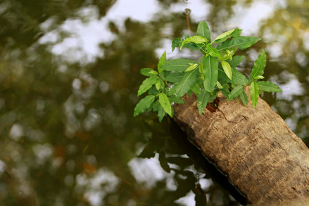 Leaves Tropical forest trees texture background wallpaper