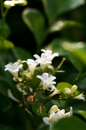 Murraya Paniculata Flower, close up