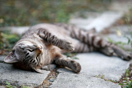 Lovely gray cat sitting at outdoorの写真素材