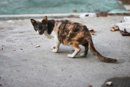 Stray cat are searching for food , street catの写真素材