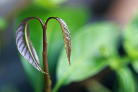 Leaves Tropical forest trees texture background wallpaperの写真素材