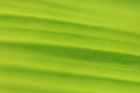 Leaves Tropical forest trees texture background wallpaper