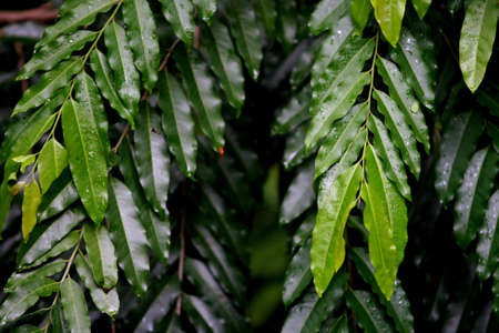 Leaves Tropical forest trees texture background wallpaperの写真素材