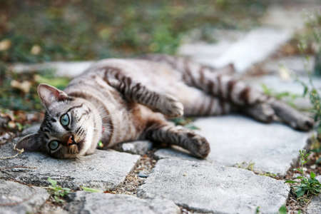 Lovely gray cat sitting at outdoorの写真素材