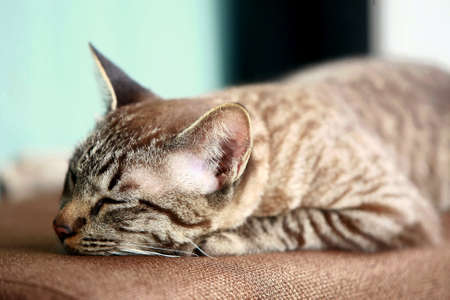 Lovely gray cat sitting at outdoorの写真素材