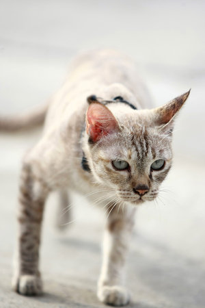 Lovely gray cat sitting at outdoor
