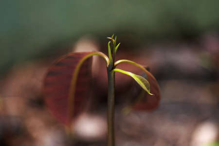 Leaves Tropical forest trees texture background wallpaperの写真素材