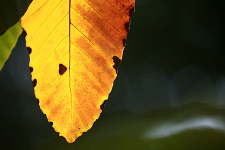 Leaves Tropical forest trees texture background wallpaper