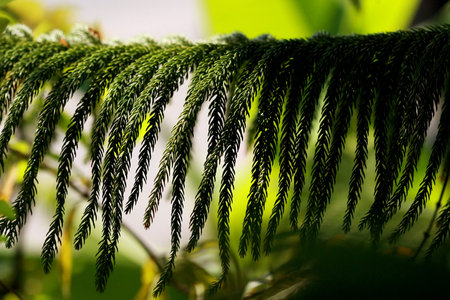 Leaves Tropical forest trees texture background wallpaper