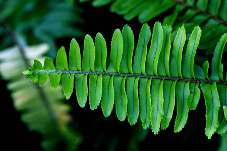 Leaves Tropical forest trees texture background wallpaper