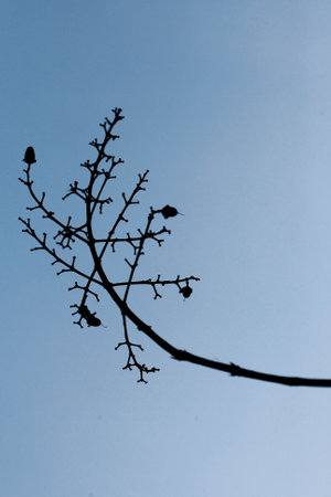 Leaves Tropical forest trees texture background wallpaperの写真素材