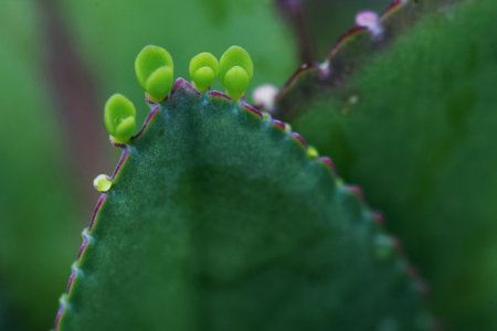 Leaves Tropical forest trees texture background wallpaperの写真素材