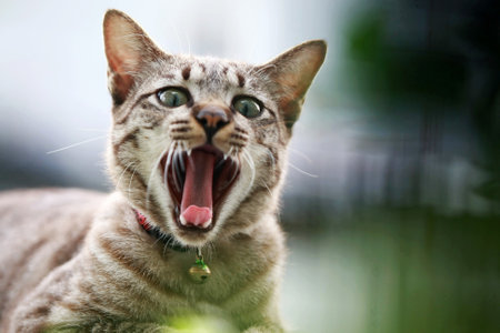 Lovely gray cat sitting at outdoorの写真素材