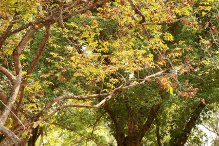 Leaves Tropical forest trees texture background wallpaperの写真素材
