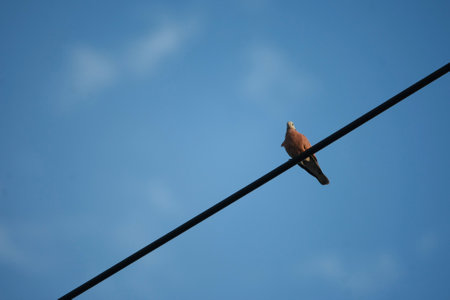 Birds perched on electric wires with blue skyの写真素材