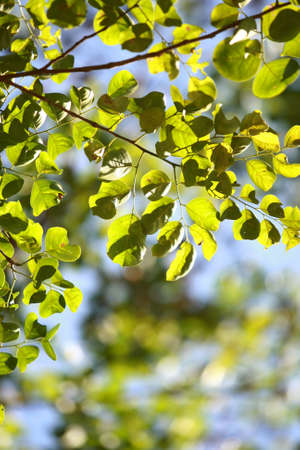 Leaves Tropical forest trees texture background wallpaperの写真素材